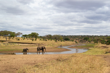 Obraz premium River in the yellow savanna of Tarangire National Park, in Tanzania, with some elephants and zebras drinking water