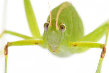 Close up Green Grasshopper on White Background.