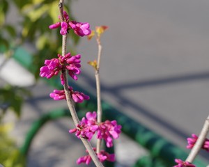 道端のハナズオウ