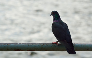 Pigeon bird standing on old metal tube over sea background