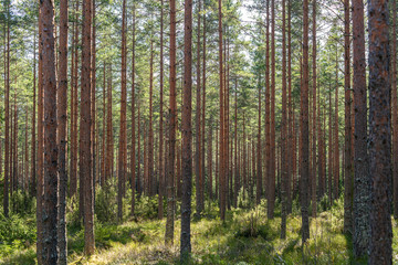 Young pine forest in spring sunlight
