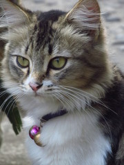 Cute cat with beautiful eyes