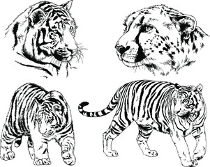 set of vector drawings on the theme of predators tigers are drawn by hand with ink tattoo logos