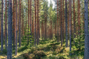 Beautiful young pine forest in spring sunlight