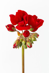Inflorescencia de geranio de color rojo, flores. Geranium.