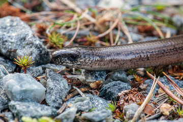 Close up of a shiny slow worm or lizard