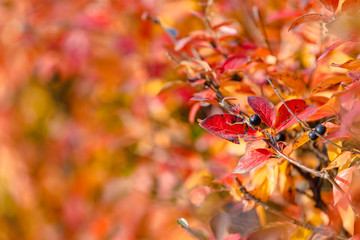 Red autumn leaves on bush closeup