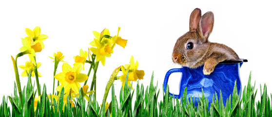 little cute rabbit in a blue cup