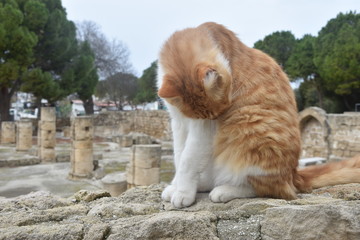 Ayia Kyriaki Pafos Cypr © Barbara Bajorek