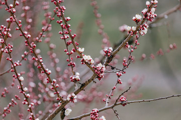 The first flowers on apricot trees, even before large-scale flowering