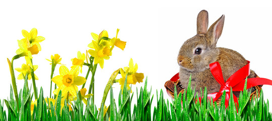 little cute easter rabbit in a basket