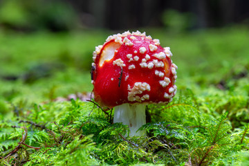 Detailed close up of a vibrant red Amanita Muscaria mushroom, growing in green moss
