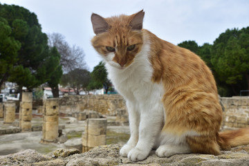 Ayia Kyriaki Pafos Cypr © Barbara Bajorek