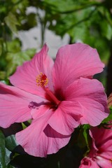 pink hibiscus flowers in the garden.