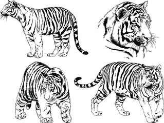 set of vector drawings on the theme of predators tigers are drawn by hand with ink tattoo logos