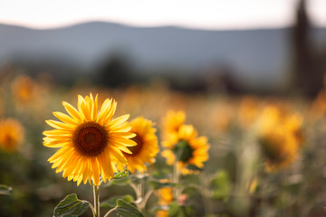 Fototapeta premium France Ariège Champ de tournesol 3