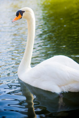 Beautiful white swan on a lake