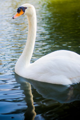Beautiful white swan on a lake