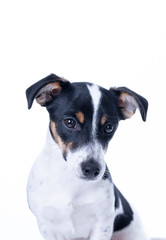 Brown, black and white Jack Russell Terrier posing in a studio, the dog looks straight into the camera, headshot, isolated on a white background, copy space