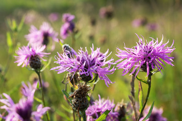 Meadow wild flower growing in the field. Centaurea nigra.