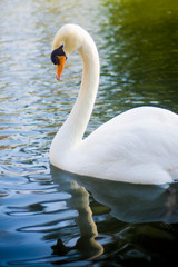 Beautiful white swan on a lake