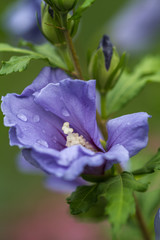 Close-up of a blue hibiscus blossom in full bloom