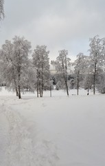 Snowy winter landscape with trees in the background - Oslo 