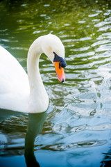 Obraz premium Beautiful white swan on a lake