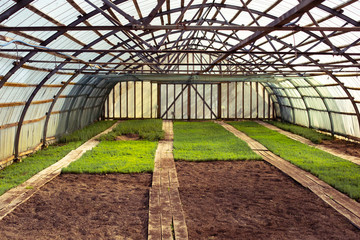 Naklejka premium Vintage retro processing faded colors sunny sunset agriculture greenhouse farm brown ground young green plants sprout in spring geometric perspective photo. Beautiful light
