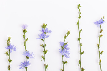Fresh blue flowering chicory on white background