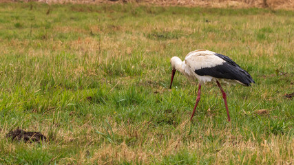 ein Storch auf Futtersuche