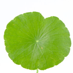 Fototapeta na wymiar Closeup leaf of Gotu kola, Asiatic pennywort, Indian pennywort on white background, herb and medical concept, selective focus