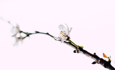 branch of a cherry tree