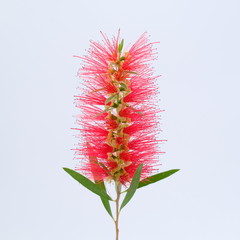 red flower bloom close up on white background