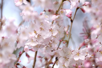 満開の桜