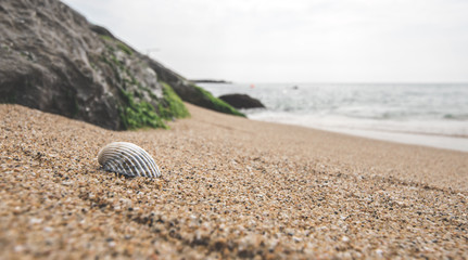 shell on the beach