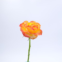 Obraz premium Yellow rose isolated on white background. Deep focus.