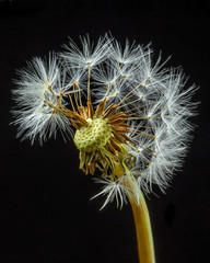 macro of Dandelion seed head isolated on black