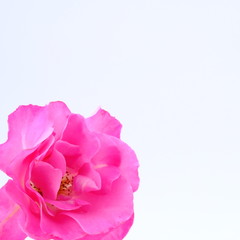 Pink rose isolated on white background with copy space