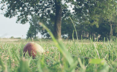 Pear in grass
