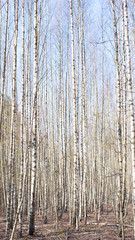 Yellow spring morning colors yellow brown blue birch tree forest grove in park background wallpaper. Vertical photo in 9x16 standard dimension size for social network media stories highlights banner