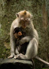 mother and baby macaque