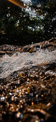 stream in forest  and water drops