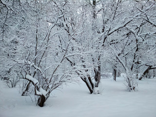 The Park in winter