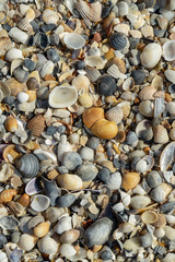 Sea shells on sand as background
