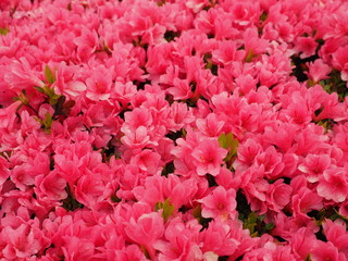 ツツジの花