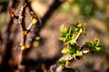 close up branch with young leaves of blackberry bush growing in soil in garden in spring sunny day. copyspace
