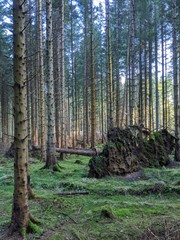 Forest Scene with felled trees