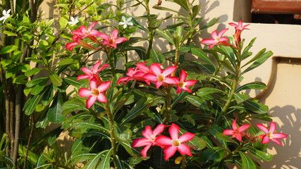 Azalea  flowers in the plantation. Azalea is colorful flowers