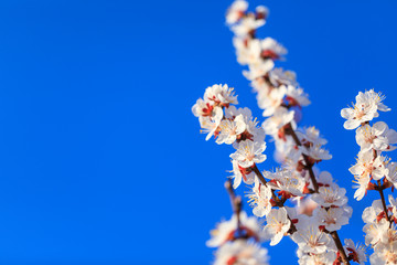 Blossoming peach on a blue sky background.